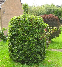 Hazel teapot topiary in Culmstock